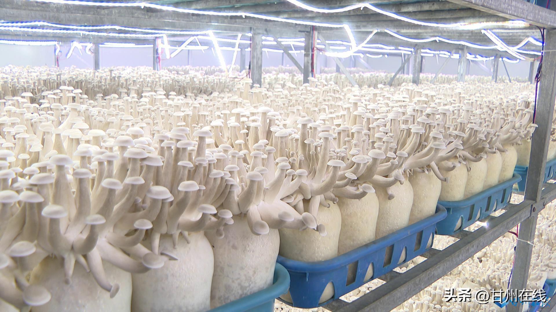 甘肅神農菇業(yè) 工廠化量產鹿茸菇，開拓海鮮風味新市場